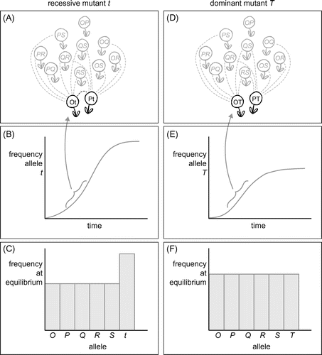 Figure 3. Explanation of why recessive alleles reach a higher frequency at equilibrium than dominant alleles in SSI plants. Panels A–C show the dynamics of a newly evolved recessive allele, panels D–F that of a new dominant one. Top panels (A, D: focal plants black, rest of population grey) depict the critical time phase when a new allele has increased and is found in several heterozygotes. Dashed lines indicate potential fertilisation partners. Panel D shows that heterozygotes carrying a new dominant allele already begin to miss out on non-self crosses, while this is not yet the case for the recessive mutant (black dotted line in panel A). Middle panels (B, E) show the frequency increase of the mutant alleles through time. The exponential increase ends sooner for the dominant (E) than for the recessive allele (B). Bottom panels give equilibrium frequency distributions: dominant alleles will have lower frequencies at equilibrium than recessive alleles.
