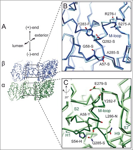 Figure 2. Differences at lateral contact within the MT between mammalian and yeast tubulin. (A) Cα traces for the yeast tubulin model of two adjacent tubulin dimers. The boxes correspond to the regions displayed in (B) and (C). Superposition of the yeast atomic model [Citation34] aligned with mammalian tubulin [Citation12] around the lateral contacts for β-tubulin (B) and α-tubulin (C). Residue differences between yeast and mammalian tubulin near the lateral interface are indicated. Yeast models shown in darker shades (α-tubulin in green, β-tubulin in blue). Labeled residues reference mammalian tubulin residue first. Contacts between β-tubulins are similar, while in α-tubulin the loops between helix-H1 and β-strand-S2, and between β-strand-S7 and helix-H9 (C-terminal region of the M-loop) adopt different conformations.