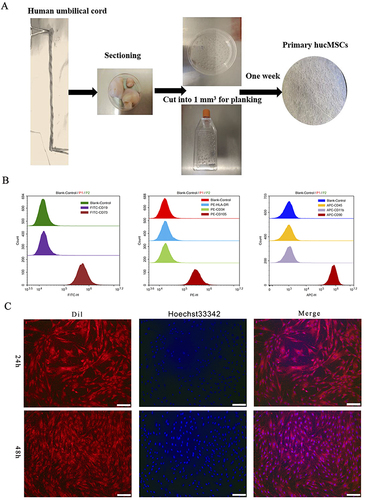 Figure 1 Isolation and identification of hucMSCs. (A) Brief procedure for isolating and cultivating primary hucMSCs. (B) Flow cytometry identification of primary hucMSCs. (C) Cell morphology of primary hucMSCs. After passaging, cell membranes and nuclei were stained with CM-Dil (Dil) and Hoechst 33342, and observed under a fluorescence microscope after 24 and 48 h. Scale bar: 400 µm.