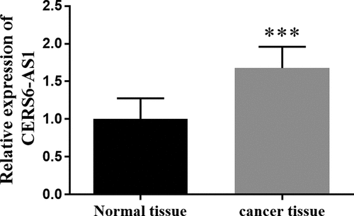 Figure 1. The relative expression of lncRNA CERS6-AS1 in gastric cancer tissues was increased compared with normal tissues by RT-qPCR. ***P < 0.001