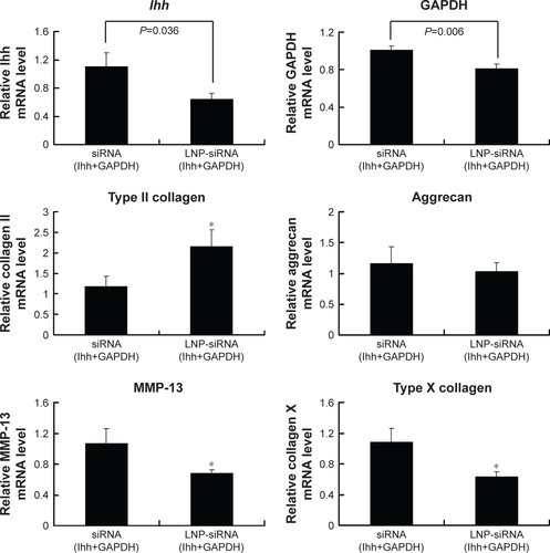 Figure S3 Targeted multiple genes in vivo.Notes: Cartilage Ihh and GAPDH genes were knocked down together by LNP-siRNA (Ihh+GAPDH) in vivo. Ihh mRNA level decreased by 41.6% and GAPDH mRNA level decreased by 19.5%. Type II collagen mRNA level increased significantly, but there was no difference in the aggrecan mRNA levels of LNP-siRNA (Ihh+GAPDH)-treated cartilage and free siRNA (Ihh+GAPDH) cartilage. In contrast, MMP-13 and type X collagen mRNA levels significantly decreased in our treatment groups. Values are the mean ± standard error of the mean. *P<0.01 versus the ACLT and Ihh siRNA treatment group.Abbreviations: ACLT, anterior cruciate ligament transection; GAPDH, glyceraldehyde-3-phosphate dehydrogenase; Ihh, Indian Hedgehog; LNP, lipid nanoparticle; mRNA, messenger RNA; MMP-13, matrix metalloproteinase 13; siRNA, small interference RNA.