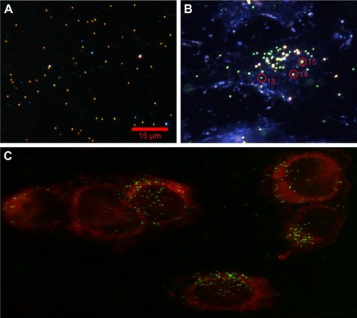 Figure 3 (A) Experimental dark-field scattering microscopy images of 80 nm diameter AuNSs in dielectric medium; and (B) PEG AuNPs embedded in HeLa cells. Distinct color circles represent monomer (P18) and cluster (P14 and P15), and intensity variation is due to various separations. (C) Confocal laser scattering images of PEG AuNPs HeLa cell sample, attached with dye molecules. The red spherical borders are cell membranes, and small colorful spherical particles (eg, red, yellow and green, etc.) are AuNPs.Abbreviations: AuNSs, gold nano-spheres; PEG, pegylated; AuNPs, gold nanoparticles; P, particle.