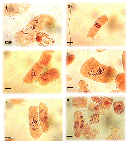 Figure 2. Microphotographs of somatic metaphases in Plantago albicans L. 2n = 10 (1 to 3) and 2n = 20 (4 to 6).