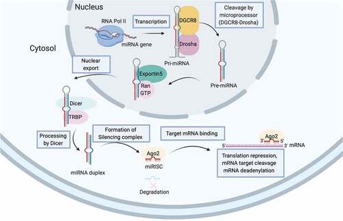 Figure 3. miRNA biogenesis. The biogenesis of miRNAs begins with the transcription of a double-stranded, hairpin-formed primary miRNA transcript (pri-miRNA) by RNA polymerase II (RNA Pol II). The microprocessor complex composing of RNA-binding protein DGCR8 and RNase-III enzyme Drosha catalyzes the hairpin loop and liberates the ~85-nucleotide stem-loop structured miRNA precursors (pre-miRNA) which is then exported from nucleus by Exportin 5-Ran-GTP complex to cytoplasm. RNase-III enzyme Dicer further cleaves off the terminal loop and generates the 20–22 nucleotide double-stranded intermediate. The functional strand of mature miRNA (red) together with numerous proteins including those of Argonaute (Ago) family are assemble to form the functional miRNA-induced silencing complex (miRISC) to silence the expression of target gene (blue) with complementary sequences.