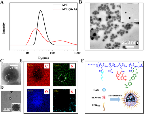 Figure 2 Nano morphology and self-assembling behavior of API. (A) DLS results of API solution at the concentration of 0.40 mg/mL as a function of time; (B) TEM images of the API solution at the concentration of 0.40 mg/mL; (C) The HRTEM image of API; (D) The Cryo-EM image of API; (E) Element (C, N, O, and S) mapping images of API; (F) The self-assembling illustration of API.