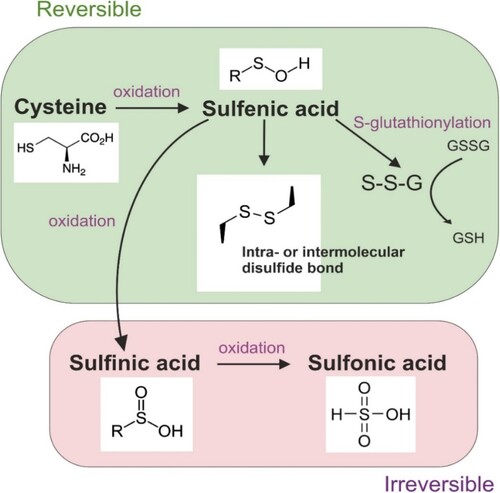 Figure 1. Possible oxidative modifications of redox-sensitive cysteine.The reversible oxidation of thiol groups can result in the formation of sulfenic acid, which can be further oxidized and create intra- or interprotein disulfide bonds or disulfides with glutathione. Irreversible oxidation to sulfinic or sulfonic acid can lead to protein dysfunction and cellular damage.