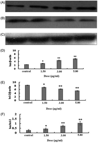 Figure 6. The bax/bcl2 proteins in U251 cells after treatment with different doses of 2-dihydroailanthone. After 48 h treatment by different doses of 2-dihydroailanthone, bax/bcl2 in the U251 cells were measured by Western blot, (A) bax, (B) bcl-2, (C) β-actin, (D) bax protein content of U251 cells in different doses of 2-dihydroailanthone, (E) bcl-2 protein content of U251 cells in different doses of 2-dihydroailanthone, (F) histogram of bax/bcl-2 ratio, *p < 0.05, **p < 0.01 (n = 3).