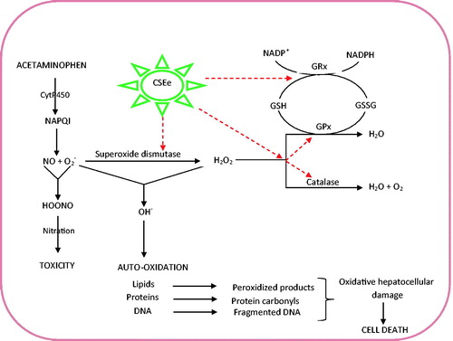 Figure 4. Tentative mechanism of antioxidative and hepatoprotective potentials of Zea mays, Stigma maydis aqueous extract. The red dotted arrows represent sites of induction and optimization by CSE that consequently promote scavenging of O2- and OH−. This ultimately normalized and increased cellular reduced glutathione (GSH) concentration and facilitates its mobilization towards NAPQI detoxification and by extension stalling nitration. CSE: corn silk aqueous extract; GPx: glutathione peroxidase; GRx: glutathione reductase.