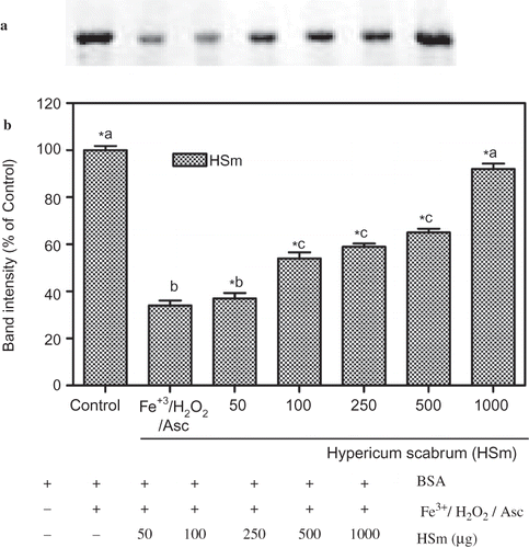 Figure 4 Protection of BSA oxidative damage by ethanol extract of Hypericum scabrum (HSm). (a) The electrophoretic pattern of BSA and (b) densitometric analysis of the corresponding band intensity. BSA was oxidised by Fenton system (Fe3+/H2O2/ascorbic acid). The reaction mixture (1.2 mL) containing HSm (50–1000 μg/mL), potassium phosphate buffer (20 mM, pH 7.4), BSA (1 mg/mL), FeCl3 (50 μM), H2O2 (1 mM), and ascorbic acid (100 μM) were incubated for 3 h at 37°C. The oxidative damage of BSA was quantified by SDS-PAGE. SDS gels were digitally photographed and the integrated density of band measured using discovery series Quantity One Programme (version 4.5.2. BioRad Co.). Each bar represents the mean ± S.D. of three different experiments. Means with different letters at a time differ significantly, p < 0.05. The values sharing common letters are not significantly different at p > 0.05. *p < 0.05 compared with Fe3+/H2O2/ascorbic acid treated group.