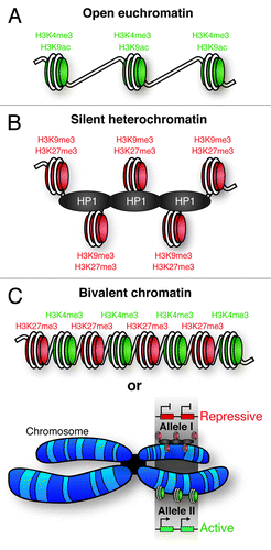 Figure 3. – Chromatin states. (A) Open, active euchromatin is characterized by histone H3 lysine 4 methylation (H3K4Me3) and lysine 9 acetylation (H3K9Ac). (B) Silent, repressive heterochromatin is characterized by methylation of histone H3 lysine 9 (H3K9Me3) and lysine 27 (H3K27Me3). Heterochromatic DNA is more densely packed than euchromatin, facilitated by heterochromatin protein 1 (HP1). (C) Regions of the genome have been identified with both activating (H3K4me3) and repressive (H3K27Me3) histone marks; termed bivalent chromatin. It is possible that these PTMs occur on neighboring nucleosomes, however, it is also possible that one allele of the gene is associated with heterochromatin, and the other euchromatin. This would give the appearance of bivalent chromatin.
