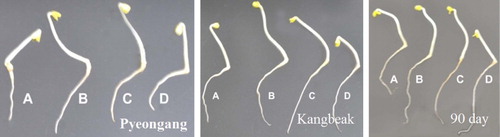 Figure 2. Sesame (Pyeongang, Kangbaek, and 90 Day) seedling growth under Penicillium spp. treatments. (A) Control; (B) RDA01; (C) NICS01; and (D) DFC01.