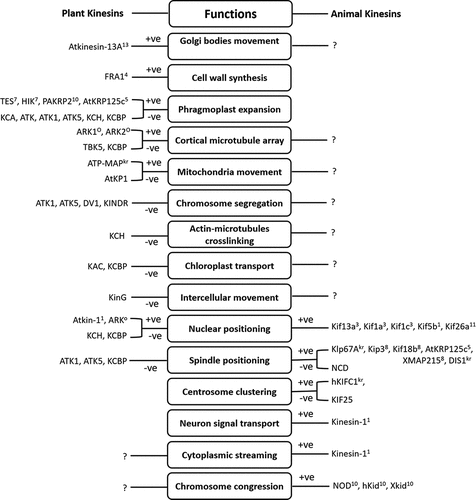 Figure 2. The role of kinesins and kinesin-related motors in diverse cellular activities. +ve: plus-end-directed motor, -ve: minus-end-directed motor, presence of superscript number: specific kinesin family (1–13), absence of superscript number: kinesin-14 family, O: orphan group kinesin, kr: kinesin-related proteins, symbol ?: existence of possibility for the similar kind of kinesins in the partner kingdom (plant or animal) which needs to be determined.