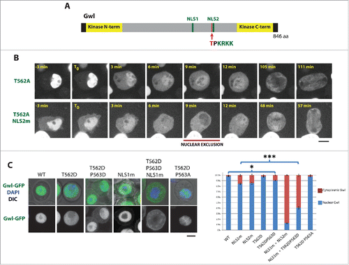 Figure 3. Phosphorylation near an NLS is required for the nuclear exclusion of Gwl in prophase. (A) Thr562 (red) is a phosphorylation site immediately adjacent to NLS2 (green) in Gwl. To be compared with Gwl-WT-GFP in Fig. 1A. (B) Alanine mutation of Thr562 abolishes the nuclear exclusion of Gwl in prophase. (C) Phosphomimetic mutations of Thr562 inactivate NLS2 and promote the cytoplasmic retention of Gwl. Scale bars: 5 μm. The relative fluorescence intensities of the cytoplasm and nucleus were measured for the indicated versions of Gwl-GFP. * p = 0.02, *** p < 1 × 10−13.