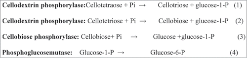 Figure 1. Cellodextrin assimilation via phosphorolysis.