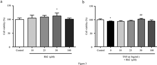 Figure 3. Rb2 promoted growth in 3T3-L1 adipocytes. Cell viability were measured by Cell Counting Kit-8 (CCK-8) in 3T3-L1 adipocytes with various Rb2 concentrations (10, 25, 50 or 100 μM) in the absence (a) or presence of TNF-α (5 ng/mL) (b). Data are presented as mean ± SEM. *P < 0.05, **P < 0.01 compared with control group; #P < 0.05, ##P < 0.01 compared with TNF-α group