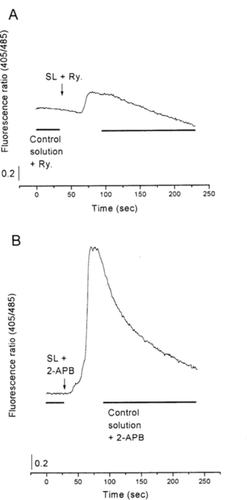 Figure 2 Representative recordings showing the effects of SL lyophilized extract (100 µg/ml) on the free calcium level (viewed as the fluorescence ratio) in F + 3 and F + 4 myotubes from cultured rat skeletal muscle cells. In the presence of SL lyophilized extract, the fluorescence ratio increased when cells were incubated with ryanodine (10 µM) (A) or 2-APB (50 µM) (B).