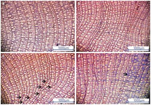 Figure 4. Selected features of bearberry willow wood anatomy, important from a dendrochronology point of view: well-defined semi-ring porous growth rings with (A) regular and (B) variable widths, (C) wedging and locally absent growth rings, and (D) reaction wood with gelatinous cells