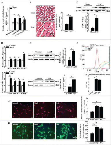 Figure 1. NOX4 expression was increased in cardiac hypertrophy. (A) Echocardiographic analysis for cardiac hypertrophic indicators(DPWT, DVST, LVMI) in rats 4 weeks after TAC or sham surgery. (B) H&E staining for cross sectional area of caridomyocytes in TAC rats and sham-operated rats. (C) Western blotting analysis for NOX4 expression in heart tissue of TAC or sham-operated rats. (D) mRNA expression of NOX4 and hypertrophic markers(ANP, BNP and β-MHC) in NCMs treated with AngII (10−5M for 24h, Top) or ISO(10−5M for 24h, Bottom). (E) Western blotting analysis for NOX4 in NCMs treated with AngII (10−5M for 24h, Top) or ISO (10−5M for 24h, Bottom). (F) FCM analysis for ROS generation in NCMs treated with AngII (10−5M for 24h) or ISO (10−5M for 24h). (G) Immunofluorescent staining for NOX4 expression (red) in NCMs treated with AngII (10−5M for 24h) or ISO (10−5M for 24h). (H) Surface area determination for NCMs treated with AngII (10−5M for 24h) or ISO (10−5M for 24h). Error bars indicate SEM. n = 6 for A–C and n = 4 for D-H. The fluorescent micrograph is representative of cells from 4 independent visual fields. * indicates P<0.05 versus control group.