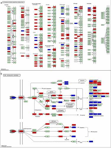 Figure 9. A comprehensive pathway map of luteolin against stroke