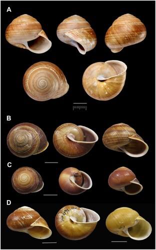 Figure 33. Shell variation in Figuladra incei (Pfeiffer, 1846). A, NHMUK20200001, Helix incei Pfeiffer, 1846, Percy Ids, MEQ, lectotype; B, QMMO64867, South Percy Id, MEQ; C, QMMO34275, Stanage Bay, MEQ; D, QMMO76956, Hexham Id, MEQ (two forms: dark with yellow circum-umbilical patch and all yellow). Scale bars = 10 mm. Image A: NHMUK.