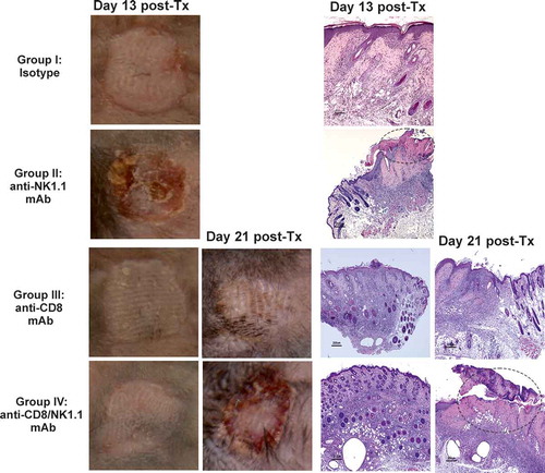 Figure 2. (Continued).