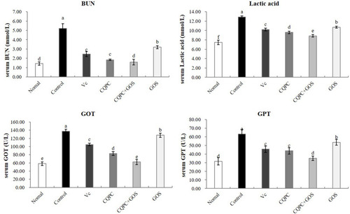 Figure 2 The effect of Lactobacillus fermentum CQPC08 and in combination with GOS on the serum levels of BUN, lactic acid, GOT and GPT of exercise-induced fatigue mice. Normal and control: vehicle (0.9% normal saline); Vc: 200 mg/kg of vitamin C in vehicle; CQPC: Lactobacillus fermentum CQPC08 (1.0 × 109 CFU/mL) in vehicle; CQPC + GOS: CQPC08 (1.0 × 109 CFU/mL) and 200 mg/kg GOS in vehicle; GOS: 200 mg/kg GOS in vehicle. a–eDifferent letters indicate that there is a significant difference between the two groups (P<0.05).