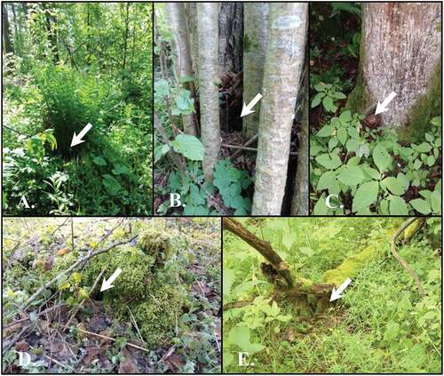 Figure 2. Different kinds of ground nest of European robin in BNP (n = 22). Arrows indicate the exact location of the nest: (a) nest in the clump of fern, (b) hazel type, (c) nest under the root crown, (d) rotten stamp type, (e) nest under the fallen branch
