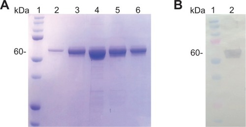 Figure 3 Purification profile of small ubiquitin-like modifier (SUMO)-VP6 fusion protein. (A) Sodium dodecyl sulfate polyacrylamide gel electrophoresis stained with Coomassie blue. A small volume of 250 mL of isopropyl β-D-1-thiogalactopyranoside-induced BL21(DE3) Escherichia coli culture transformed with pET-SUMO-VP6 was lysed in 10 mL lysis buffer and applied to 1.5 mL of Ni2+-nitrilotriacetic acid resin. After an extensive wash, the fusion protein was eluted with a 10-column volume of elution buffer and collected in single 1.5 mL fractions. Lane 1, protein marker; lanes 2–6, 1 μL of 1.5 mL (1:1,500) of the first five elution fractions of SUMO-VP6. (B) Western blot analysis of purified SUMO-VP6 using monoclonal antibodies against His6-tag. Lane 1, molecular mass marker; lane 2, recombinant fusion protein.Abbreviation: His, histidine.