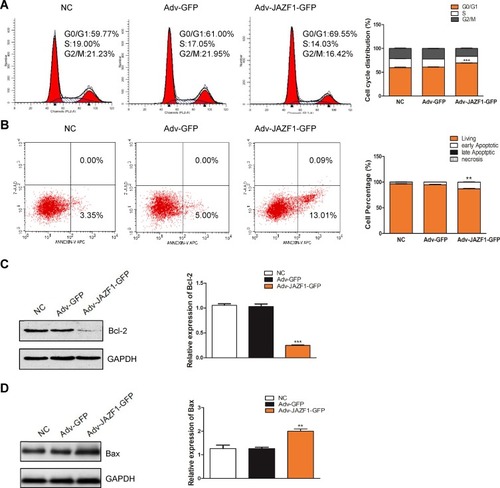 Figure 4 Flow cytometry for detection of BCPAP cell cycle and apoptosis. (A) JAZF1 overexpression induces G0/G1 cell cycle arrest in BCPAP cells. ***P<0.001. (B) JAZF1 overexpression promotes apoptosis of BCPAP cells. **P<0.01. (C) Detection of the effect of JAZF1 on Bcl-2 expression. ***P< 0.001. (D) Detection of the effect of JAZF1 on Bax expression. **P< 0.01.