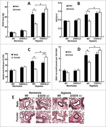 FIGURE 5. Abrogation of the male dominance of PH in the chronic hypoxia model in mice with heterozygous SM22-Cre, STAT5a/b+/− deletion (7 weeks' of hypoxia; n= 5 per group). Panel A, RVSP; Panel B, RVH; Panels C, PA remodeling in terms of wall thickness; Panel D: PA remodeling in terms of SMA-positive vessels; Panel E, Van Gieson's elastin staining. Scale bar = 45 µm). *P <0.05. Adapted from Sehgal et al (2014).Citation83