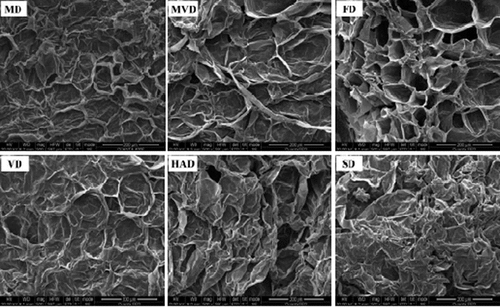 Figure 2. SEM micrographs (500 × magnification) of freeze-thaw pretreated beetroots obtained using different drying methods.