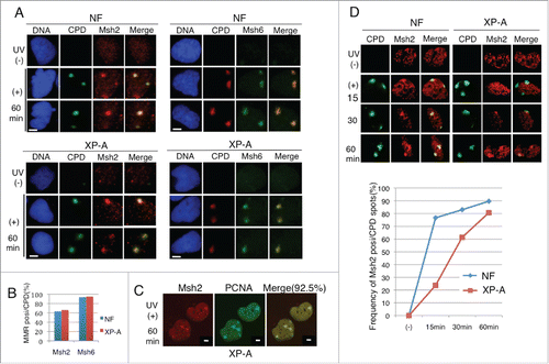 Figure 3. Msh2 and Msh6 proteins were recruited to the UV-irradiated sites in XP-A cells. (A) Cells synchronized in the G1 phase were locally irradiated (+) or not (−) through a membrane with 5-μm pores. Cells were incubated for 1 h, pre-extracted, and fixed for staining with CPD and Msh2 or Msh6 antibodies. (B) Cells were examined for Msh2 or Msh6 staining at CPD sites. Frequency of CPD sites that were positive for Msh2 or Msh6 are shown (%) (> 100 CPD sites were examined). (C) XP-A cells treated as in (A) were co-stained with Msh2 and PCNA. 92.5% of CPD sites were positive for Msh2 (62/67 CPD sites). (D) Cells synchronized in the G1 phase were locally irradiated with UV (+) and fixed for staining with antibodies for CPD and Msh2 at the indicated time-points. (−): not irradiated with UV. Cells were examined for CPD and Msh2, and the frequency of cells co-stained with CPD and Msh2 was plotted. Bar, 5 μm.