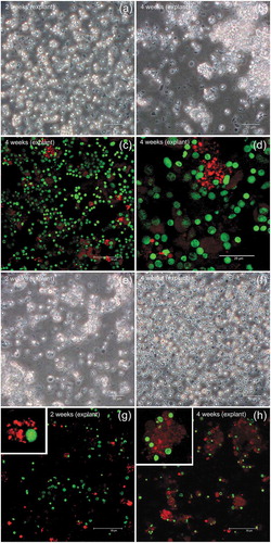 Figure 6. VASA-immunostaining in somatic cells: gill (a-d) and mantle (e-h) cell cultures. (a,b) Phase contrast images of suspended cells obtained from gill explants: (a) 2 weeks, (b) 4 weeks. (c,d) Gill cells at confocal microscope: nuclear dye in green, VASA-staining in red. (d) A magnification of a cluster of VASA-stained cells from (c). (e,f) Phase contrast images of suspended cells obtained from mantle explant: (e) 2 weeks, (f) 4 weeks. (g,h) Mantle cells at confocal microscope: nuclear dye in green, VASA-staining in red. (g) At 2 weeks, sparse VASA-positive cells are visible (one cell magnified in the inset). (h) At 4 weeks, clusters of VASA-stained cells, with a faint labelling, are present in the culture (one cluster magnified in the inset)