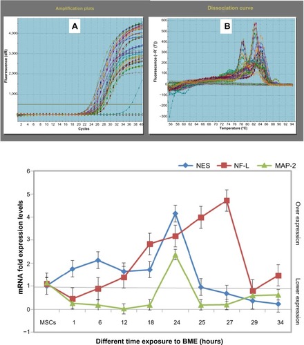 Figure 9 mRNA expression levels of the real time-PCR analysis of NES, NF-L, and MAP-2 genes in MSCs treated with BME.