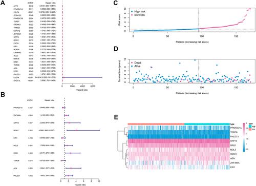 Figure 3 (A) Univariate survival analysis by cox proportional hazards models to select prognostic key RBPs. (B) Multivariate cox regression model for 10 prognostic RBPs used to construct RBPs risk score model. (C) Distribution of immune risk scores in colon cancer patients. (D) Distribution of survival status in colon cancer patients. (E) Distribution of specific risk factors in the high- and low-risk groups (divided by median value).