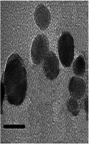 Figure 3 TEM image of the AgNPs@PPE (scale bar is 50 nm).Abbreviation: TEM, transmission electron microscopy.