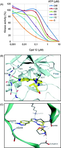 Figure 3. Binding mode of selected compounds with Haspin. (A) ATP competition assay with compound 12. (B) Crystal structure of Haspin with compound 12. The inhibitor is displayed in stick representation with yellow carbon atoms, and the key interactions with the kinase ATP binding site are shown. (C) Superimposition of the binding mode of compounds 12 (yellow carbon atoms) and 21 (grey carbon atoms) in Haspin active site. The three-letter amino acid code and residue number are labelled next to each side chain.