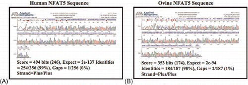 FIGURE 4  Sequence chromatograms from the human and ovine placenta PCR products. (A) The published human NFAT5 sequence shared 99% identity with the human placenta PCR product. (B) The published ovine NFAT5 sequence shared 98% identity with the ovine cotyledon PCR product.