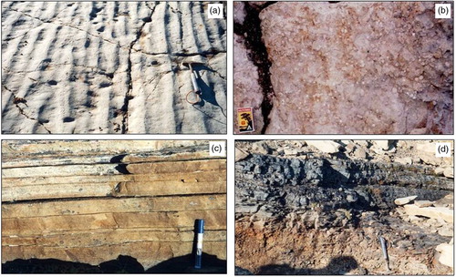 Fig. 5  Sedimentary and biotic features of the Firkanten Formation. (a) Current-generated ripples and bivalve impressions on a bedding plane near the top of unit C, Basilikaelva section. (b) Dense population of Ophiomorpha cf. nodosa shafts cut horizontally by a bedding plane in unit C, Basilikaelva section. (c) Sandstone with low-angle parallel lamination indicating foreshore deposition at the top of unit C, Kolfjellet section. (d) Coal seam in unit A, Kolfjellet section.