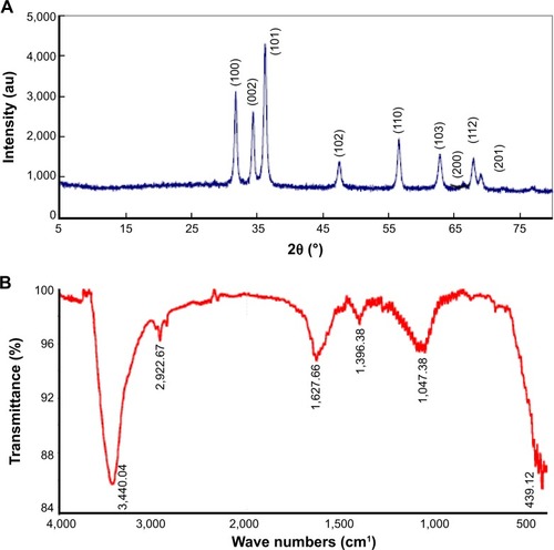 Figure 2 XRD and FITR spectra of ZnO NPs.Notes: (A) XRD spectrum; note seven intense peaks across the spectrum of 2θ values ranging from 25° to 75°. The peaks at 2θ = 31.7°, 34.4°, 36.2°, 47.5°, 56.6°, 62.8°, 66.28°, 68.0°, 69.03°, and 72.48° were assigned to (100), (002), (101), (102), (110), (103), (200), (112), and (201) of ZnO NPs, indicating that the samples were polycrystalline wurtzite structure (Zincite, JCPDS 5-0664). No characteristic peaks of any impurities were detected, suggesting that high-quality ZnO NPs were synthesized. (B) FITR spectra show peaks at 3,440 cm−1 (phosphorous compounds, secondary sulfonamide), 2,922 cm−1 (monosubstituted alkynes, β-lactones, amine salts), 1,627 cm−1 (medium charge vinyl, cis-tri substituted), 1,396 cm−1 (amide II), and 1,047 cm−1 (monosubstituted alkyne).Abbreviations: au, absorbance units; FITR, Fourier transform infrared spectroscopy; NPs, nanoparticles; XRD, X-ray diffraction.