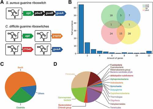 Figure 2. Guanine riboswitch-controlled genes. A) Schematic representation of the genes under the control of a guanine riboswitch in S. aureus and C. difficile. (B) Proportion of riboswitch-controlled operons. The number of genes for each operon are indicated below the graph. The inset shows the proportion of the combination of each pair of indicated genes among the 854 operons containing at least one of them. (C) Distribution of purine riboswitches among 2562 bacterial classes. Riboswitches have been identified in Bacilli (61%) and Clostridia (26%), and the rest is shown as Others (13%). (D) Distribution of purine riboswitches from the Others category represented at the phylum taxonomic level (Fig. 2C). The largest represented phyla are composed of Firmicutes, Gammaproteo bacteria, Tenericutes and Fusobacteria. A variety of smaller bacterial phyla is also shown