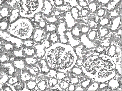 Figure 4. Kidney section of a control rat showing normal architecture (H&E, × 100).