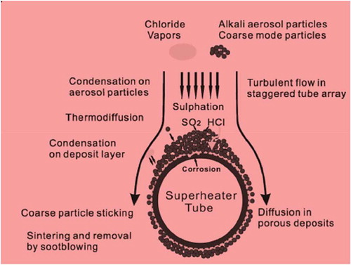 Figure 4. Schematic of mechanisms of ash formation and deposition on a superheater tube adapted from (Shao et al. Citation2012)