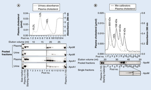 Figure 7. Gel-filtration chromatography on urine collected 2 h after ended heart surgery from patients who developed acute kidney injury (AKI). (A) A pool of urine from five patients (400 µl) concentrated sevenfold and sterile filtered was loaded on to a Superose 6 10/300 GL fast protein liquid column. Fractions (~280 µl) were collected, and protein content and elution profile was determined by absorbance at 280 nm. Elution volumes for plasma lipoproteins are shown. From each of five adjacent fractions, 50 µl were pooled to a total of 250 µl and concentrated to 15 µl before electrophoresis in 12% polyacrylamide gels under denaturing and reducing conditions. Subsequently, western blotting was done against apoM (rabbit polyclonal antihuman apoM, EPR2904) followed by stripping and reincubation with anti-apoA1 antibodies. (B) Urine from one patient was run on Superose 6 and 12 in serial connection following the same procedure as in (A). 100 µl from each of seven adjacent fractions were pooled and concentrated 23–28-fold before western blotting against apoM (rabbit polyclonal antihuman apoM). Single fractions within the pools where apoM eluted were concentrated fivefold before repeating the apoM western blot with a monoclonal antihuman apoM antibody (M58). A pool of protein calibrators and plasma was run on the same column set-up to establish the elution volumes of known proteins and lipoproteins.