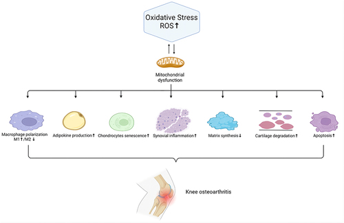 Figure 1 The interaction of ROS with OA joint tissues.