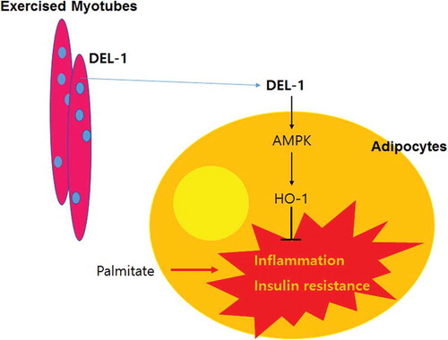Figure 5. Schematic diagram for the effects of DEL-1 on inflammation and insulin resistance in adipocytes