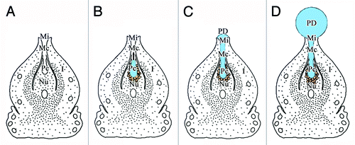 Figure 6. Pattern of PD production. (A) Formation of pollen chamber before PD production; (B) Collapse of nucellar apex cells during PD production; (C) Exudation of PD from pollen chamber to micropyle; (D) Constant production of PD by nucellar cells around pollen chamber, PD reaches maximum volume at pollination stage. I, integument; Mc, micropyle canal; Mi, micropyle; Nu, nucellus; Pc, pollen chamber; PD, pollination drop.