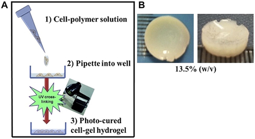 Figure 8 Schematic showing the process of photo-curing of hMSC encapsulated within p(HEMA-co-APMA) g PAA hydrogels: (A) procedure of Three-dimensional hMSC encapsulation in polymer to produce hydrogel; (B) representative image of a 13.5% (w/v) photo-cured hydrogel with dimensions 1 cm Ø and 3 mm thick). Reprinted from Kumar D, Gerges I, Tamplenizza M, Lenardi C, Forsyth NR, Liu Y. Three-dimensional hypoxic culture of human mesenchymal stem cells encapsulated in a photocurable, biodegradable polymer hydrogel: a potential injectable cellular product for nucleus pulposus regeneration. Acta Biomater. 2014;10(8):3463–3474. Creative Commons.Citation139