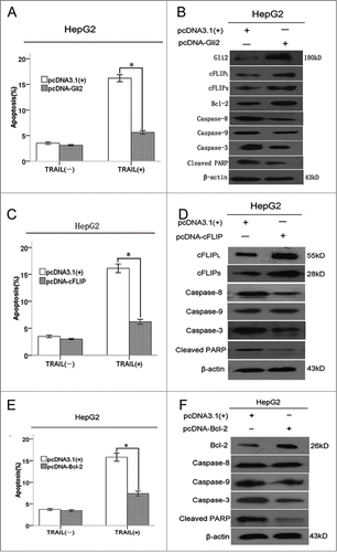 Figure 6. Gli2-dependent overexpression of c-FLIP or Bcl-2 attenuated TRAIL-induced apoptosis by suppression of caspase activity. (A, C, and E) Flow cytometry analysis of apoptosis. Triplicate experiments showed consistent results. (B, D, and F) Western blot analysis of caspase-8, -9, and -3 and cleaved PARP protein. β-actin was used as an internal control. *P < 0.05 compared with control.