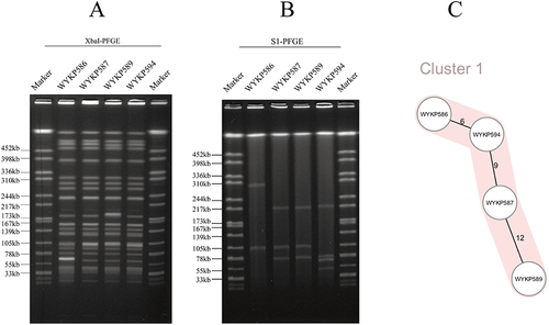 Figure 3 XbaI-PFGE, S1-PFGE and cgMLST of hv-CRKP WYKP586, WYKP587, WYKP589, and WYKP594. (A) The homology among hv-CRKP strains were detected by XbaI-PFGE. (B) Plasmid acquisition among hv-CRKP strains were detected by S1-PFGE. (C) Minimum-spanning tree of cgMLST profiles among hv-CRKP strains. The minimum-spanning tree was generated based on cgMLST analysis with 2358 conserved genome-wide genes. A cluster was defined at a distance of ≤15 alleles.Citation28